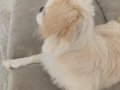 8 aylik disi pekinez tuvalet egitimi var