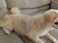 8 aylik disi pekinez tuvalet egitimi var