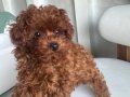 1 numara micro toy poodle