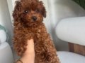 1 numara micro toy poodle