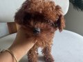 1 numara micro toy poodle