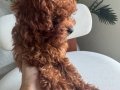 1 numara micro toy poodle