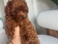 1 numara micro toy poodle