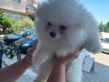 2 aylıktan küçük Pomeranian Boo 3 adet