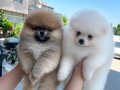 2 aylıktan küçük Pomeranian Boo 3 adet