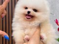 Pomeranian bebişler ailesini bekliyor