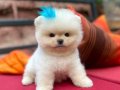 Pomeranian bebişler ailesini bekliyor