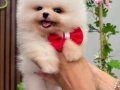 Pomeranian bebişler ailesini bekliyor