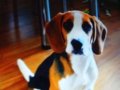 5 aylık beagle bebek ırk garantili olup rezerveye açıktır