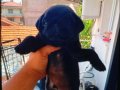 Sıyah yakışıklı pug son kaldı