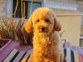 Muhteşem ırk garantili toy poodle