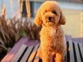 Muhteşem ırk garantili toy poodle