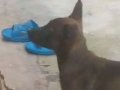 Nova Belçika kurdu iki aylık erkek sevimli tatlı köpeğimiz  