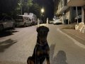 7 aylık secereli temel+ileri itaat egitimli doberman