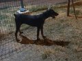 7 aylık secereli temel+ileri itaat egitimli doberman