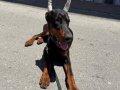 7 aylık secereli temel+ileri itaat egitimli doberman