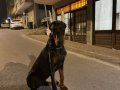 7 aylık secereli temel+ileri itaat egitimli doberman