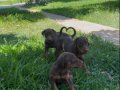 A Kalite Doberman Yavruları