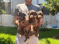 A Kalite Doberman Yavruları