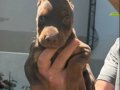 A Kalite Doberman Yavruları