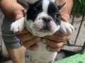 2 Erkek French Bulldog