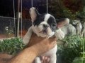 2 Erkek French Bulldog