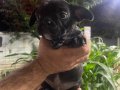 2 Erkek French Bulldog