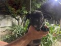 2 Erkek French Bulldog