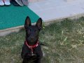 Erkek Belçika kurdu jet black 