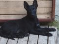 Erkek Belçika kurdu jet black 