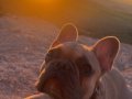 TEMEL İTAAT EĞİTİMLİ 7 AYLIK DİŞİ FRENCH BULLDOG