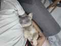TEMEL İTAAT EĞİTİMLİ 7 AYLIK DİŞİ FRENCH BULLDOG