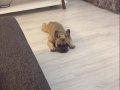 TEMEL İTAAT EĞİTİMLİ 7 AYLIK DİŞİ FRENCH BULLDOG