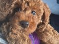 Orijinal kore toy poodle 
