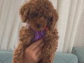 Orijinal kore toy poodle 
