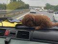 Orijinal kore toy poodle 