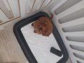 Teacup poodle erkek 3 aylık