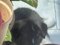 American Akita Erkek Henüz 8 haftalık