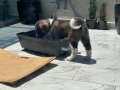 American Akita Erkek Henüz 8 haftalık