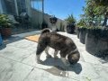 American Akita Erkek Henüz 8 haftalık