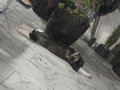 American Akita Erkek Henüz 8 haftalık