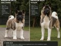 American Akita Erkek Henüz 8 haftalık