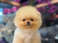 Türkiye’nin en güzel teacup pomeranianı 