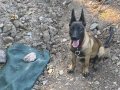 3 Aylık Saf kan Malinois ( Dişi )