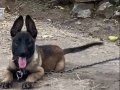 3 Aylık Saf kan Malinois ( Dişi )