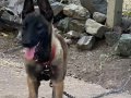 3 Aylık Saf kan Malinois ( Dişi )