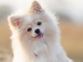 Köpeğimi Yurtdışı Seyahatimden Dolayı Veriyorum