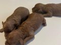 Üretim değil kendi köpeğimin yavrusu