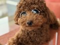 Üretim değil kendi köpeğimin yavrusu