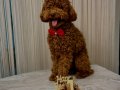 Üretim değil kendi köpeğimin yavrusu